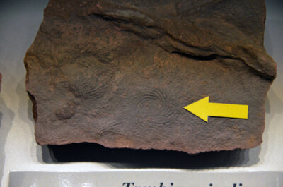 Fossil des Jahres 2024: Tambia spiralis (Bild vergrößern)