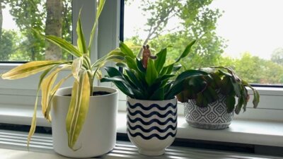 Meldung: Grüner Raumschmuck