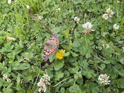 Flieg kleiner Schmetterling!