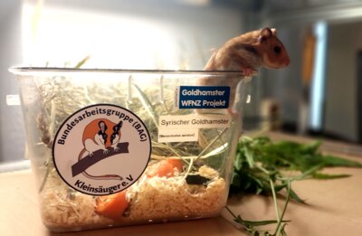 Meldung: Syrische Goldhamster auf Reisen