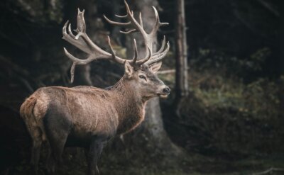 Mitglieder- versammlung der Jagdgenossenschaft Grüneberg (Bild vergrößern)