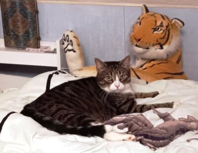 Grüße von Kater Willi (Bild vergrößern)