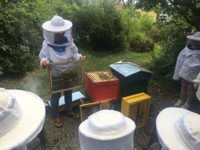 Meldung: Bienen machen Schule: Ein Unterrichtsprojekt der zweiten Klassen