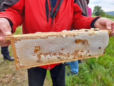 Meldung: Ohne Bienen keine Früchte