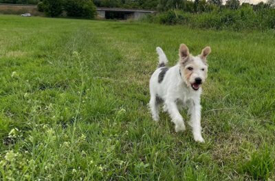 Neue Hundehalterverordnung (Bild vergrößern)