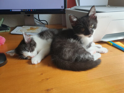 Willie und Lotti im neuen Zuhause (Bild vergrößern)