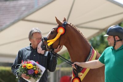 Eine von neun Bundessiegerinnen der zehnten FN-Bundesstutenschau Sportponys in Münster-Handorf: FN Neue Liebe mit Züchter Josef Wilbers und Aussteller Georg Wilbers. Foto: (c) Tierfotografie Jandke (Bild vergrößern)