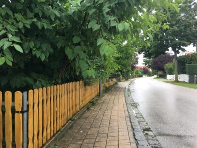 Rückschnitt von Gehölzen (Bild vergrößern)