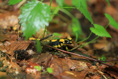 Feuersalamander Akut bedroht: Der für Feuersalamander tödliche Hautpilz Bsal kursiert in Hessen und ist auch eine potentielle Gefahr für die Population im Schutzgebiet. Um die Öffentlichkeit zum Thema zu sensibilisieren, hat der Nationalpark Kellerwald-Edersee eine Kampagne gestartet. Bildautorin: Katrin Krischke (Bild vergrößern)