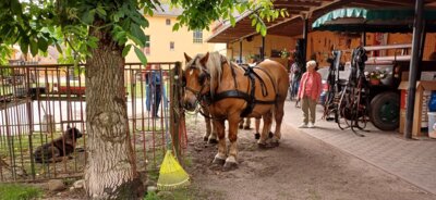 Juli Treffen unserer Demenz Selbsthilfegruppe (Bild vergrößern)
