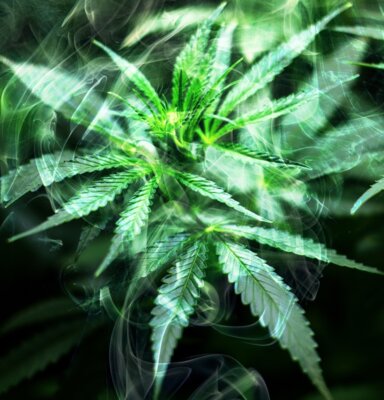 Cannabis-Prävention wird immer wichtiger (Bild vergr&ouml;&szlig;ern)