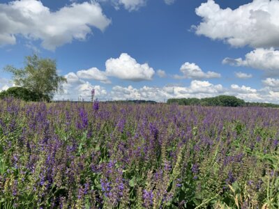 Gartentipps für den Sommer – Teil 2: So wird euer Garten (un-)wetterfest (Bild vergrößern)