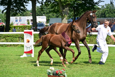 Va Bene stellt den Sieger der dressurbetonten Hengstfohlen beim DSP Fohlenchampionat in Neustadt (Dosse). Foto: www.bjoern-schroeder.de (Bild vergrößern)