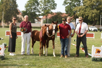 Foto zur Meldung: Ergebnis Fohlenchampionat der Pony- und Spezialrassen in Neustadt (Dosse)