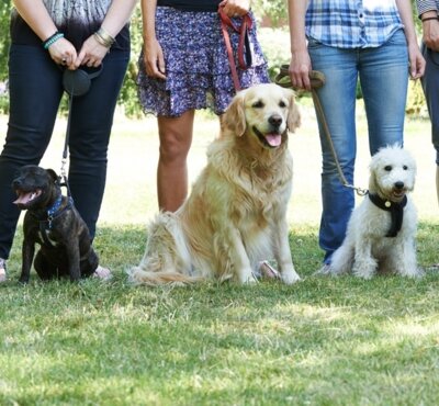 Neue Hundehalterverordnung - bitte beachten! (Bild vergrößern)