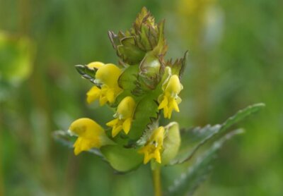 Kleiner Klappertopf Rhinanthus minor (c) Kurt Weising (Bild vergrößern)