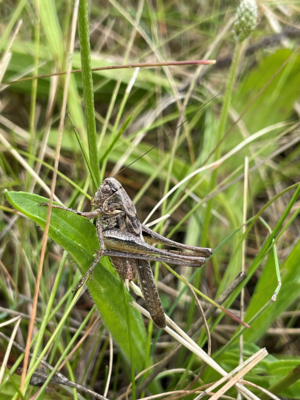 Insektenmonitoring am Delitzscher Ziehwerk (Bild vergrößern)