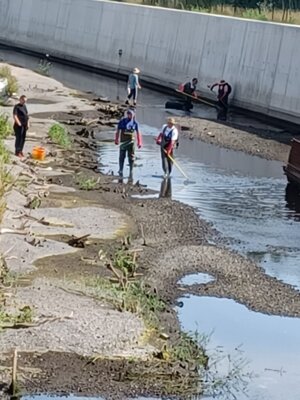Bestandsbergung im Mühlgraben Krottorf     Foto:IG Bode-Lachs e.V