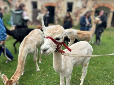 Tierischer Spaß für die Wohngruppe Getreidegasse (Bild vergrößern)