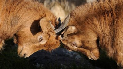 Symbolbild: Streit - zwei Ziegenböcke stoßen ihre Hörner aneinander (Pixabay)