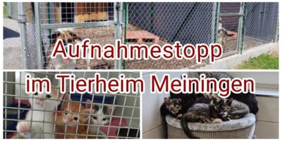 Aufnahmestopp im Tierheim Meiningen (Bild vergrößern)