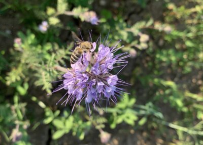 Phazelia als Gründüngung – gut für die Bodengesundheit und für Insekten (Bild vergrößern)