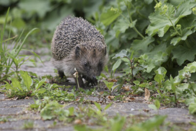 Mähroboter im Garten – tödliche Gefahr für Igel und andere Tiere (Bild vergrößern)