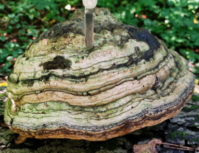 5. Satzkorner Naturwanderung (Bild vergrößern)