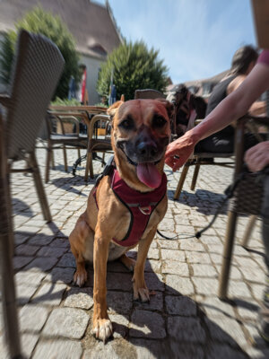 Meldung: Neue Hundeverordnung in Herzberg