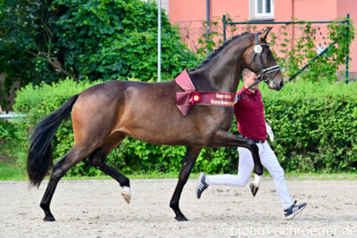 Beste dressurbetonte Stute Very Nice von Vitalis - Sir Donnerhall I - Foto: bjoern-schroeder.de (Bild vergrößern)