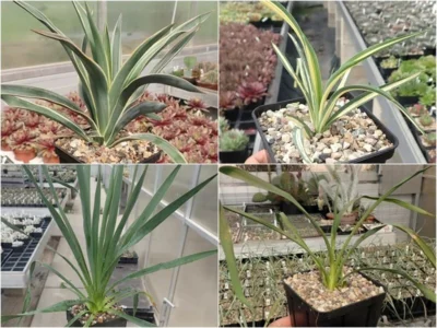 Yucca Sommer Sale (Bild vergr&ouml;&szlig;ern)
