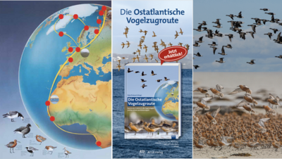 Book recommendation: “The East Atlantic Flyway of Coastal Birds” – 50 Years of Exciting Moments in Nature Conservation and Research (Bild vergrößern)