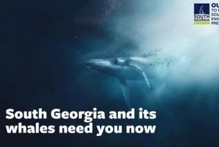 South Georgia and its whales need you: Crowdfunding campaign to raise £20,000 for art installation and whale research (Bild vergrößern)