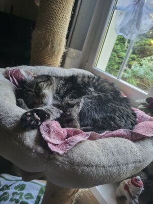 Pauly - vor 8 Jahren als 11 jähriger Kater vermittelt (Bild vergrößern)