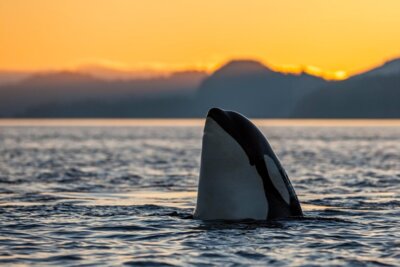 LT&C welcomes new member, karibu adventures, to share its mission to keep wild places that way (Bild vergrößern)