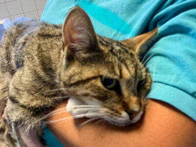 Diese Katze wurde auf dem Trappenberg gefunden. Sie ist gechippt. Foto: Privat (Bild vergr&ouml;&szlig;ern)