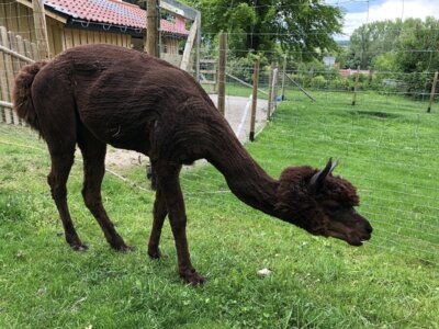 Meldung: Tierische Begleiter beim Oasentag