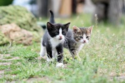 Foto zur Meldung: Problem: Katzen aussetzen - Bitte nicht!