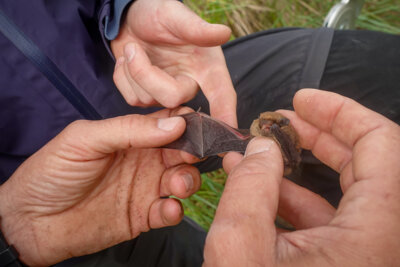 Foto zur Meldung: Märkische Schweiz: Fledermaus-Inventur - Naturwacht kontrolliert Kastenreviere