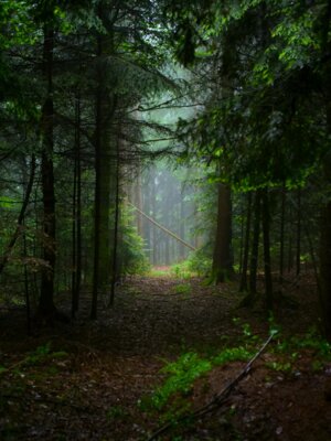 Symbolfoto Wald; pexels.com/triboch