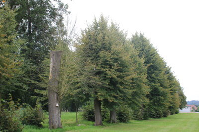 Foto zu Meldung: Beginn der Umgestaltungsmaßnahmen im Rempliner Lennépark