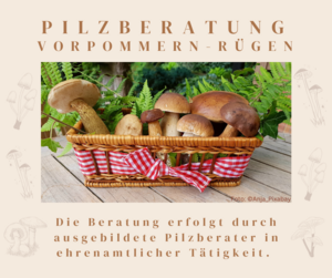 Wanderausstellung „Die fantastische Welt der Pilze“ – ganzjährig – (Bild vergrößern)