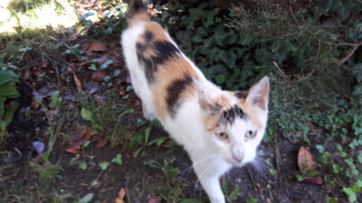 Fundkatze (Bild vergrößern)