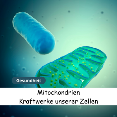 Meldung: Blog: Mitochondrien - Ursache für viele Beschwerden und Erkrankungen