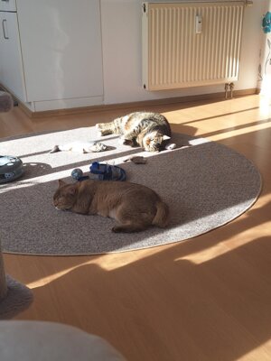 Mia und Milo das Dream-Team (Bild vergrößern)