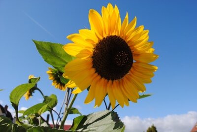 Sonnenblume