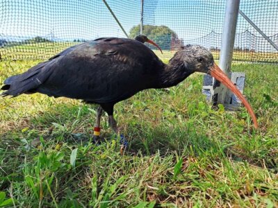 Waldrapp - Foto Helena Wehner