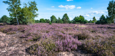 Heideblüte (Foto: Geisel) (Bild vergr&ouml;&szlig;ern)