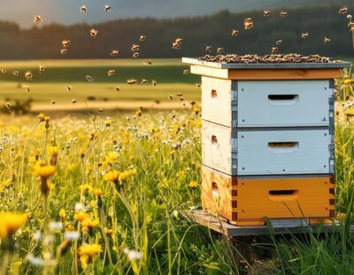 Symbolbild - Bienenstock auf Blumenwiese von Beasternchen auf Pixabay