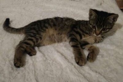 Fundkatze (Bild vergrößern)